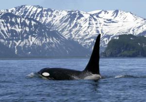 Cruise Alaska